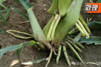 【智·農(nóng)】新約農(nóng)服玉米高效健康管理方案