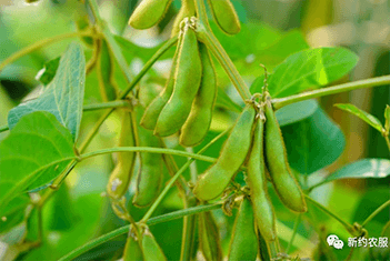 【智·農】共同進化——新約農服的大豆營養調控密碼