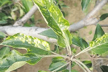 【智·農】新約蘋果實用管理方案-小葉病