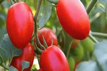 【智·農】新約農服小番茄CHAS管理方案：小小番茄的避坑指南