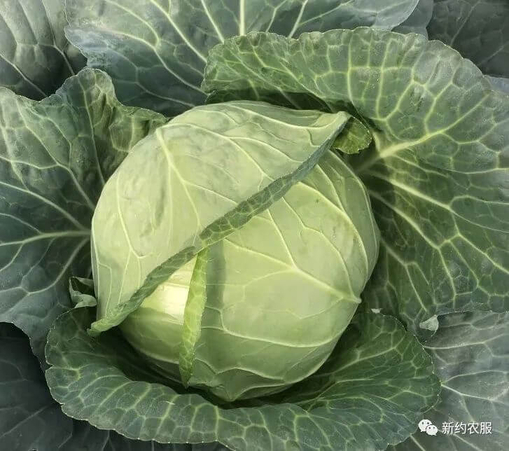 【智·農】新約農服甘藍CHAS健康管理方案：做一顆有內涵的甘藍