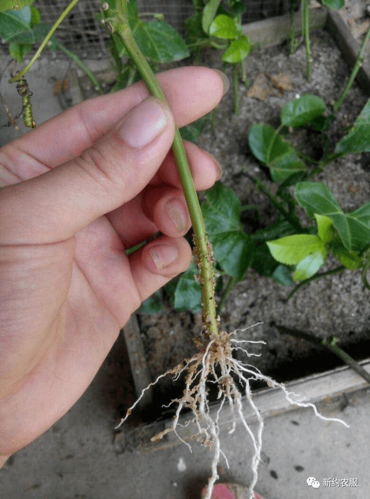 【智·農】新約農服開啟“促根、養根、護根”之旅