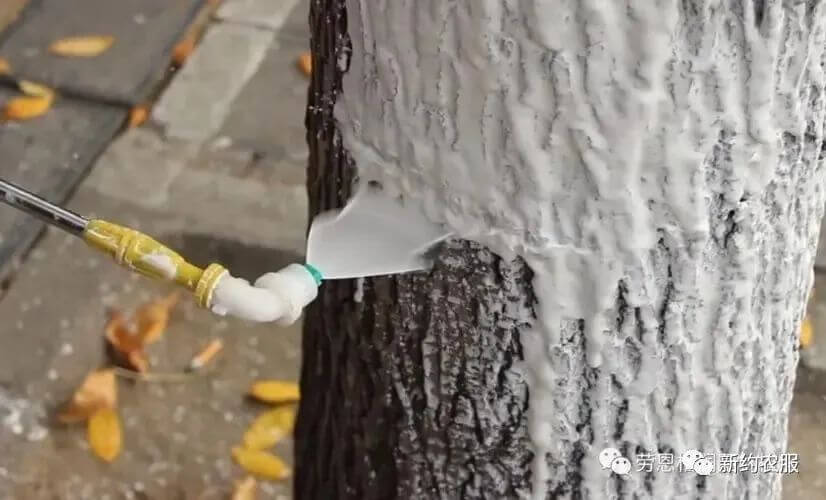 【智·農】果樹冬天涂白，這些配方可選