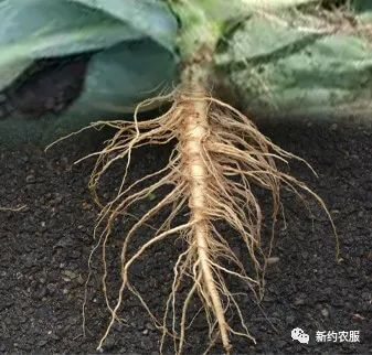 【智·農】植物根系構型模擬模型——直根系