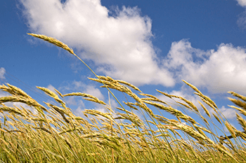 大風(fēng)天氣--天氣變化與種植注意事項(xiàng)