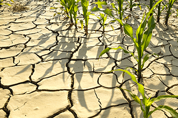 干旱天氣--天氣變化與種植注意事項(xiàng)