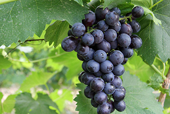 【智·農(nóng)】上噴下滴，葡萄轉(zhuǎn)色自然來(lái)