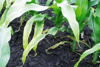 【智·農(nóng)】鉀元素的功能及對(duì)玉米的影響