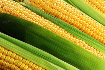 【智·農(nóng)】玉米CHAS谷動(dòng)力套餐——助成熟，穩(wěn)增重