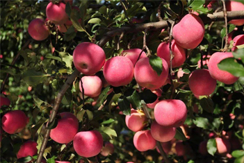 【智·農(nóng)】“三追不如一底，年外不如年里”——新約農(nóng)服果樹(shù)秋施底肥CHAS管理方案