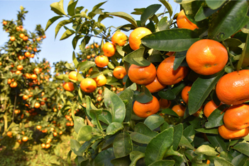 【智·農(nóng)】新約農(nóng)服柑橘CHAS管理方案，為柑橘提質(zhì)增產(chǎn)插上騰飛的翅膀