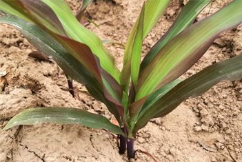 【智·農(nóng)】磷元素的功能及對(duì)玉米的影響