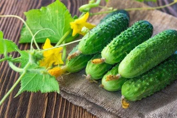 【智·農(nóng)】新約黃瓜CHAS管理方案，助您種出高產(chǎn)又好吃的黃瓜