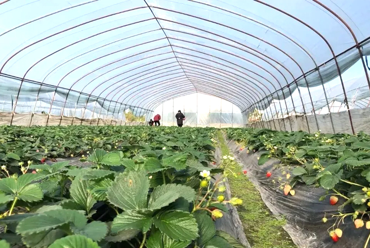 【智·農】草莓CHAS管理方案——種植草莓收益好，控旺促花不能少