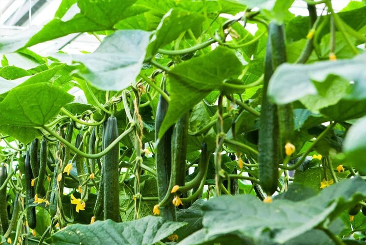 【智·農】早春黃瓜施肥管理技術
