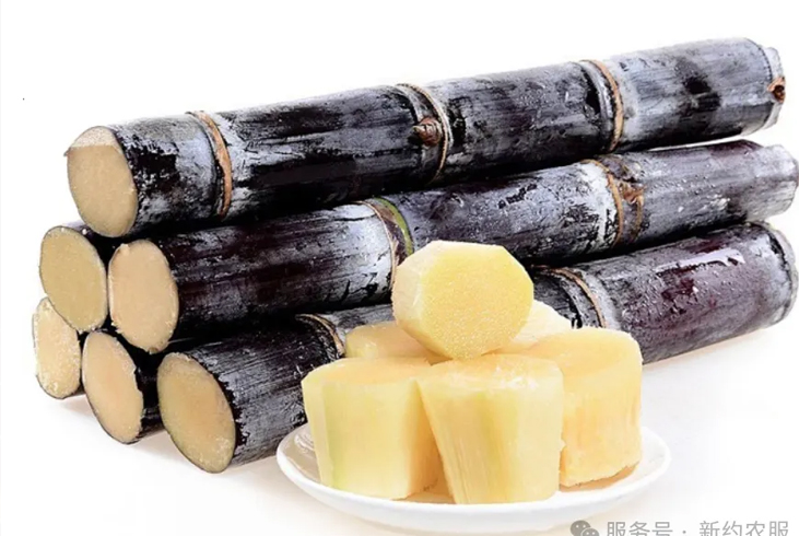 【智·農】黑皮果蔗營養管理