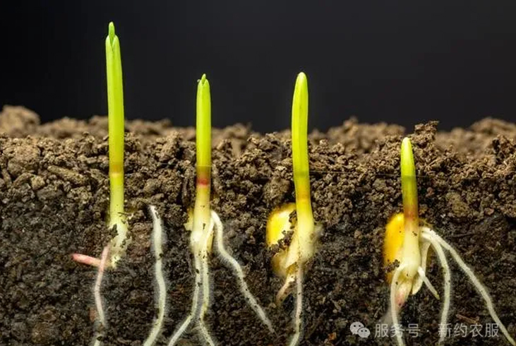 【智·農】植物激素在營養生長中的作用