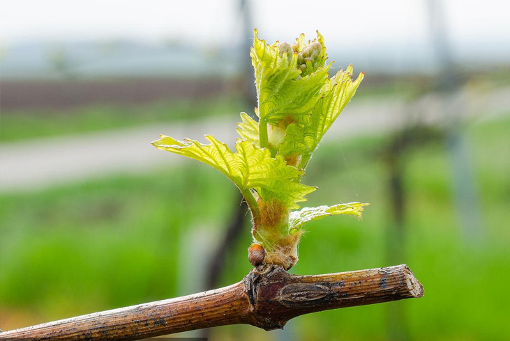 【智·農(nóng)】博·高磷喚醒根系，促萌芽、提高萌芽整齊度