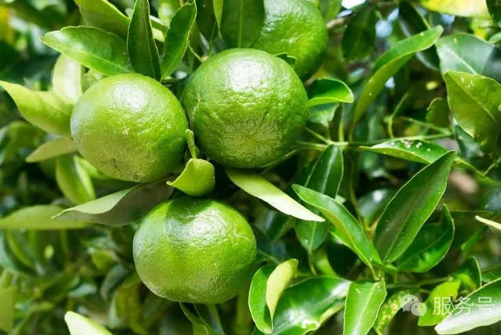 【智·農(nóng)】秋梢弱、膨果慢、裂果多 —— 柑橘秋季管理怎么就這么難！