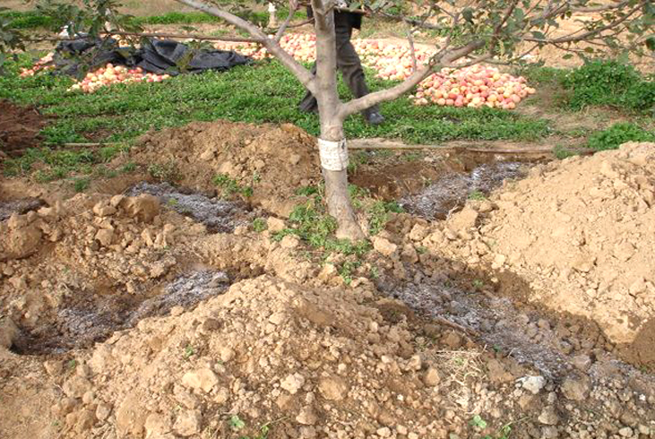 【智·農(nóng)】秋季果樹底肥套餐：破解全年生長(zhǎng)痛點(diǎn)，筑牢豐產(chǎn)根基