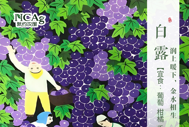 【智·節(jié)】白露