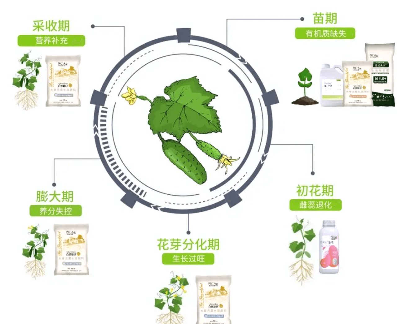 黃瓜1.png