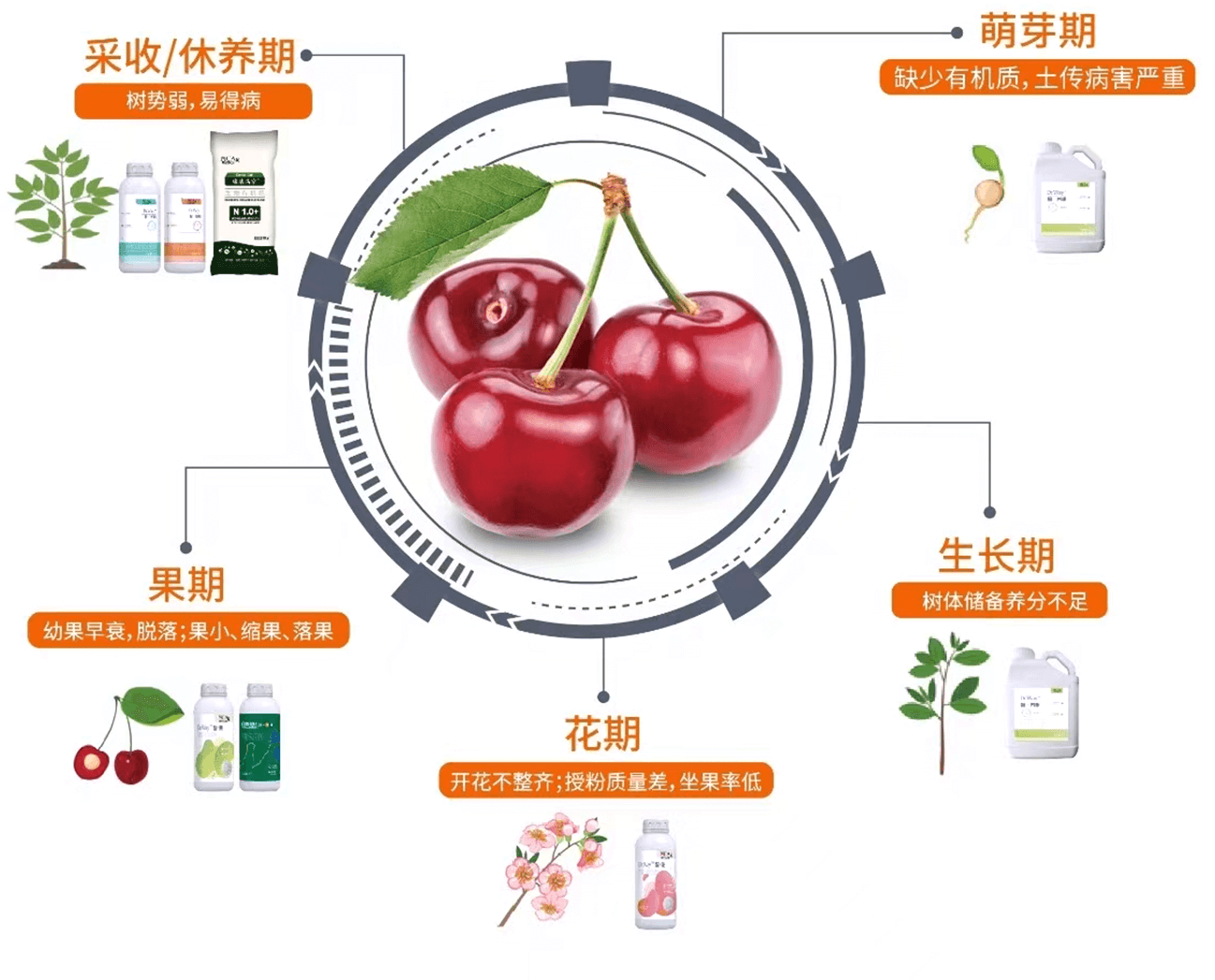 櫻桃1.png