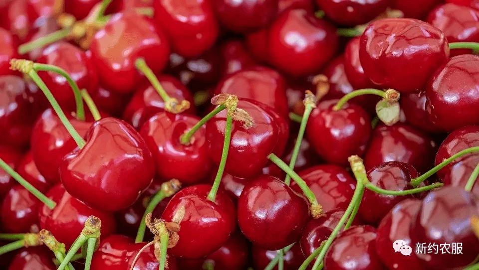 【智·農】新約農服櫻桃CHAS管理方案：櫻桃生長“七宗罪”